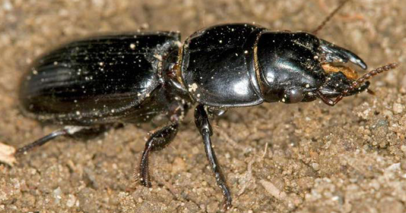 A Scarites beetle on the ground.